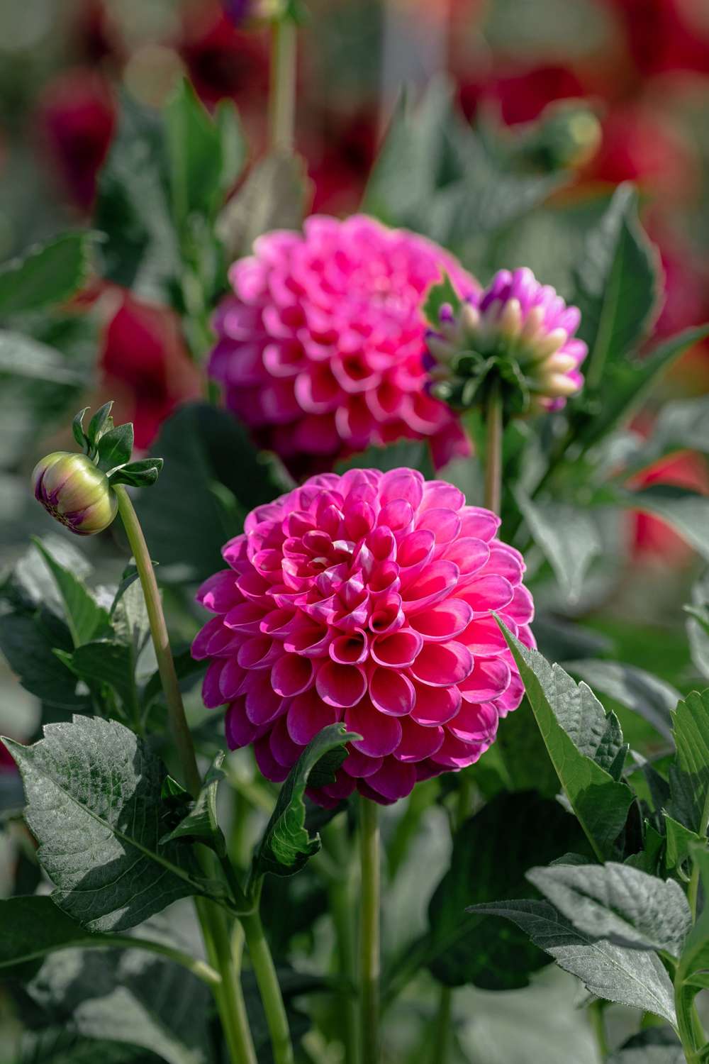 Dahlia 'Jowey Frambo'